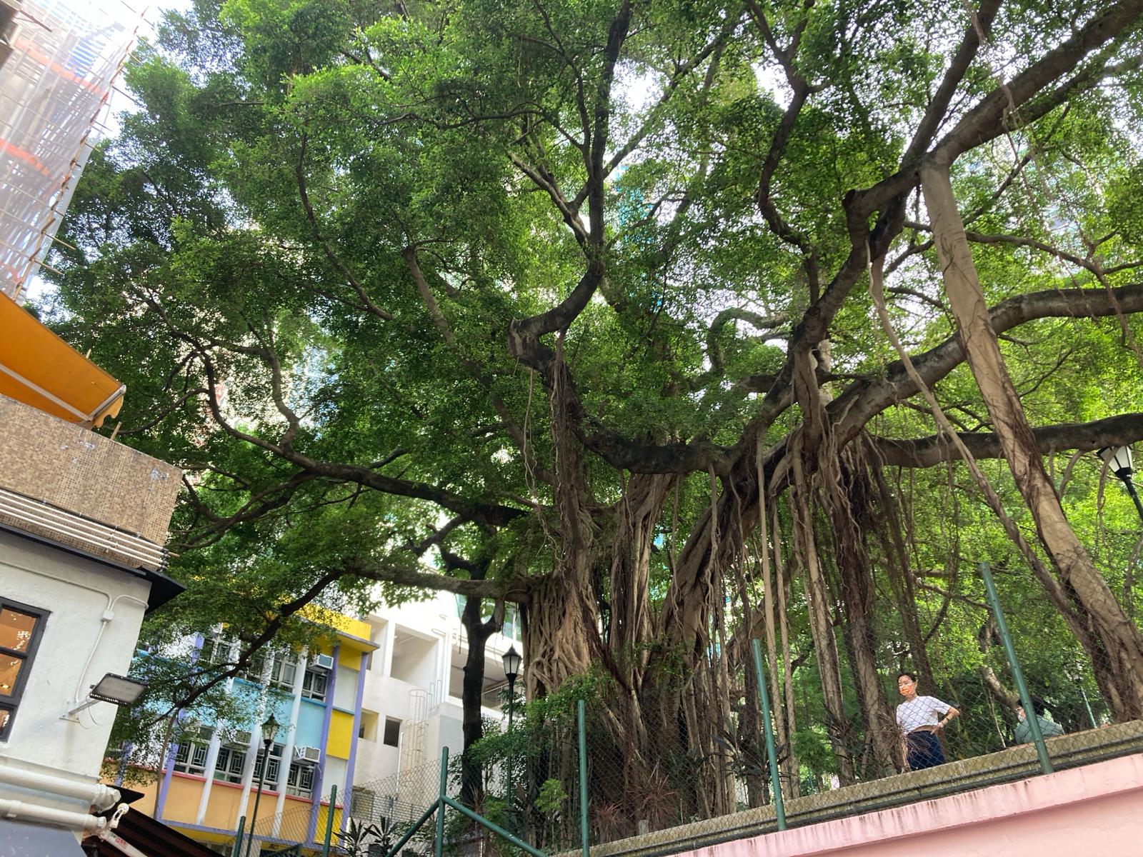 Photo by Vanessa Yeung: A big tree on Tai Ping Shan Street