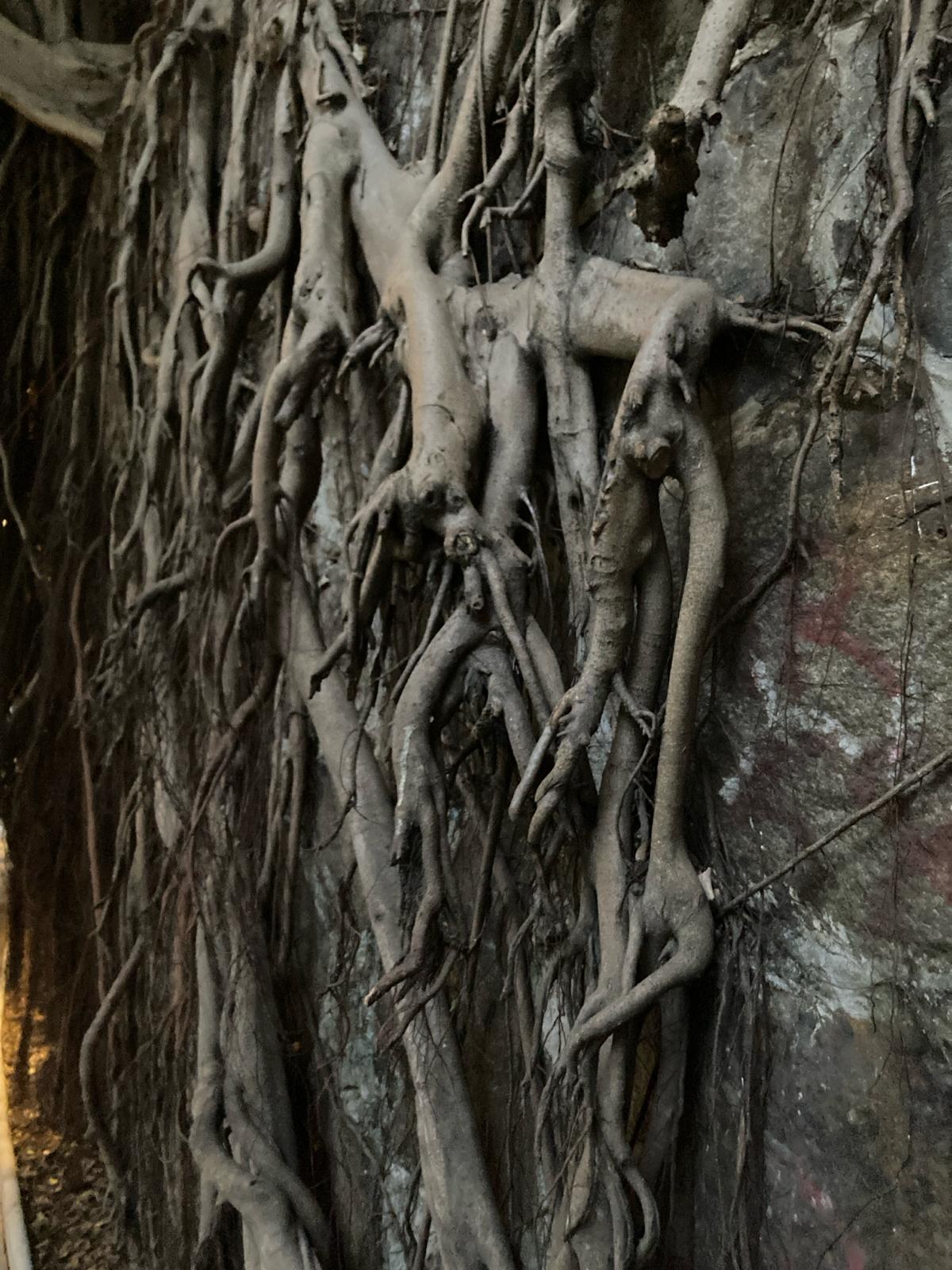 Photo by Vanessa Yeung: Stone Wall Roots on Hollywood Road
