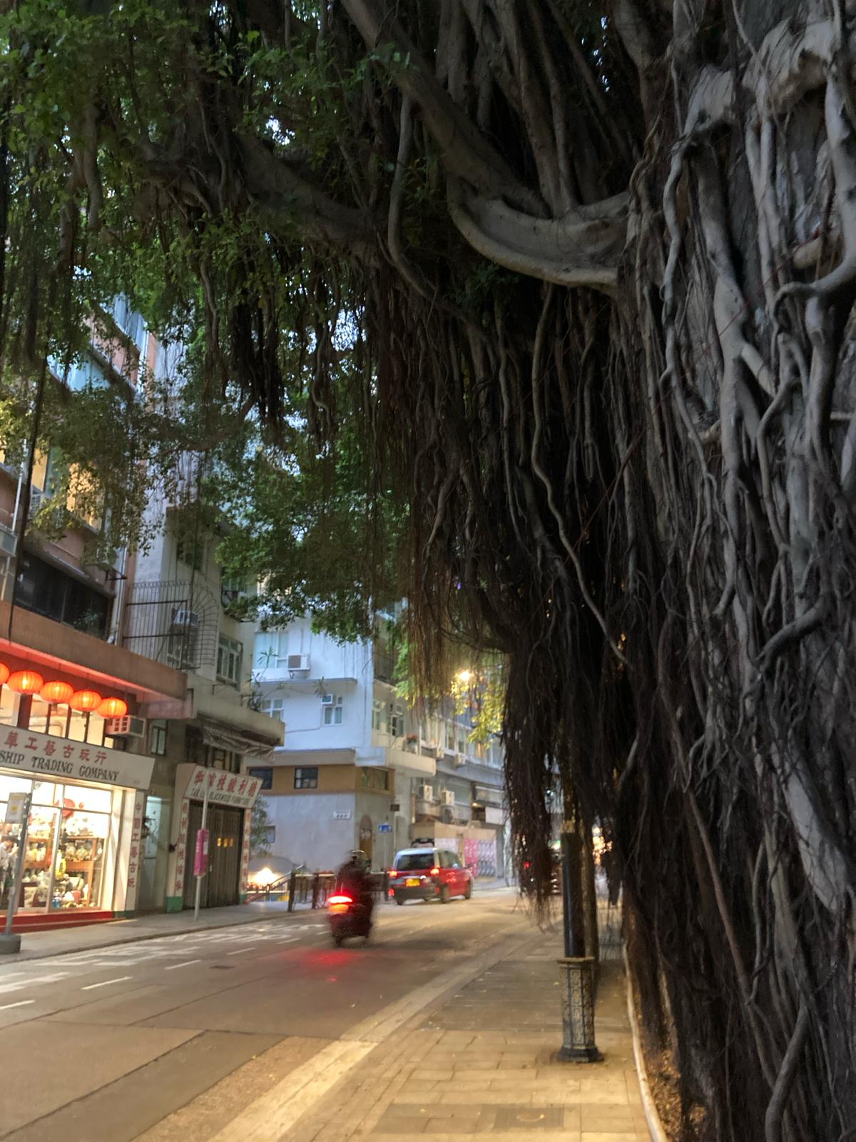 Photo by Vanessa Yeung: Aerial roots on Hollywood Road